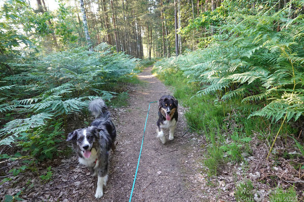 Und geniessen den schmalen Pfad im kühlen Wald