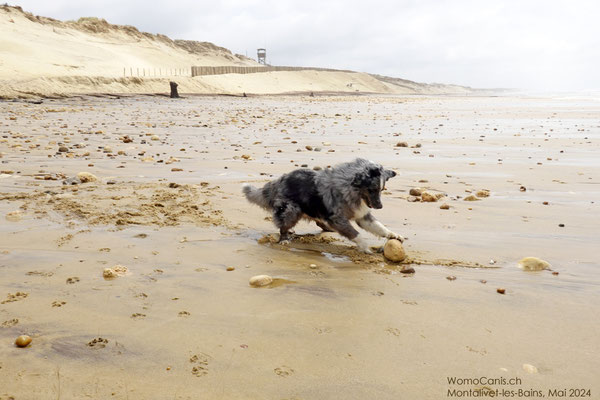 Shadow und sein Lieblingshobby: Steine verscharren