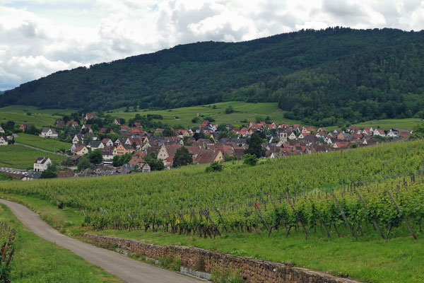 Nicht mehr weit bis nach Beblenheim, wo wir dann am Dorfrand umkehren mussten