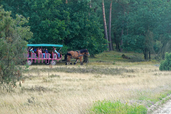 Bei unserem letzten Besuch der Heide haben wir uns auch noch bequem durch die Landschaft kutschieren lassen