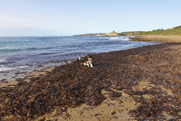 Hier endet der Sandstrand und macht den typischen Felsenstränden Sardiniens mit ihren weichen Formen Platz