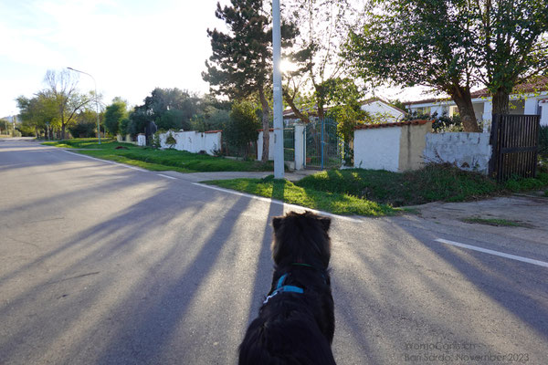 Begrüssung durch bellende Hunde im Garten