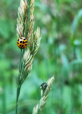 Und plötzlich schummelt sich ein grüner Käfer ins Bild.