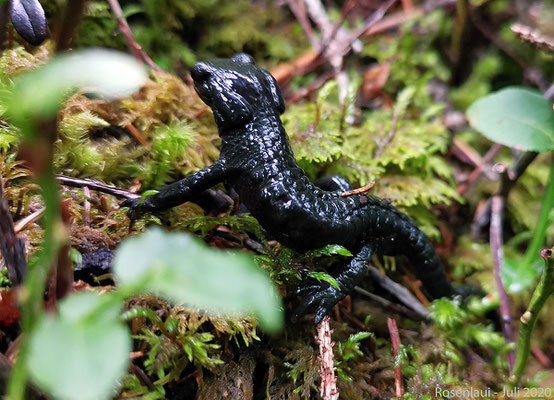Alpensalamander