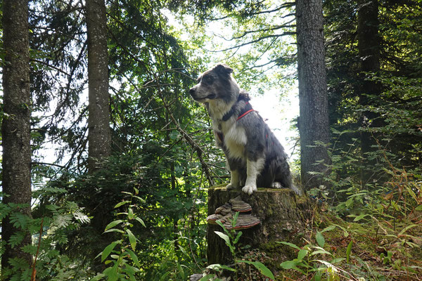 Während Dieter auf Cache-Suche ist, versuche ich Shadow für's Posen zu begeistern