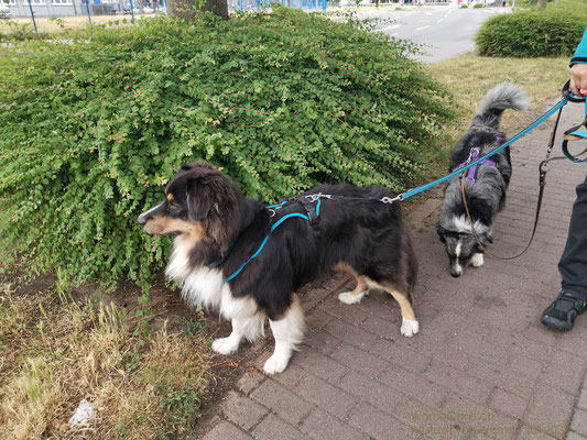 Lenny hat eine Hundegruppe auf der anderen Strassenseite entdeckt