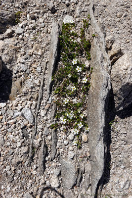 Und immer wieder treffen wir auf diese wunderschönen von der Natur geformten Blumenschalen