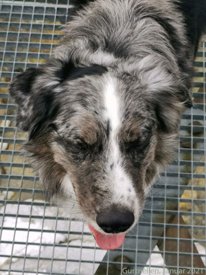... für die Hunde wieder unangenehm zu begehen