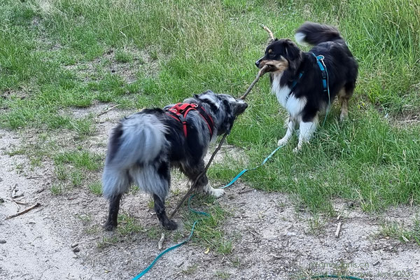 Während Frauchen fotografiert, nutzen Lenny und Shadow die Zeit für ein kurzes Spiel mit einem Stock.