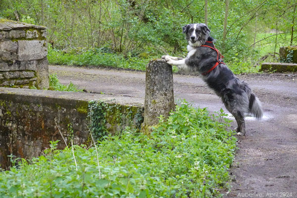 Shadow beim Posen