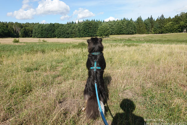 Lenny hat die fliehenden Mufflons entdeckt