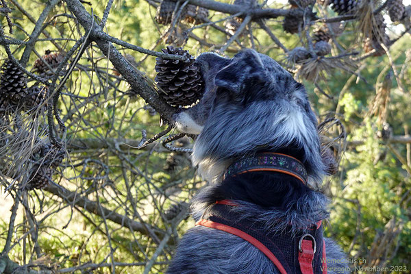 Aber er bekommt den Tannenzapf genau so wenig vom Baum wie Dieter :D