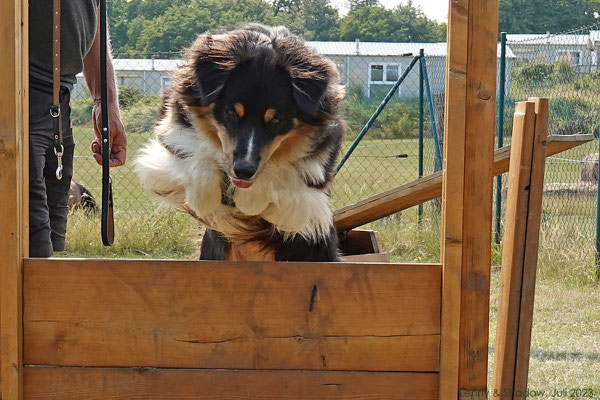 Zugegeben: Bei den Hunden sieht es auf jeden Fall eleganter aus