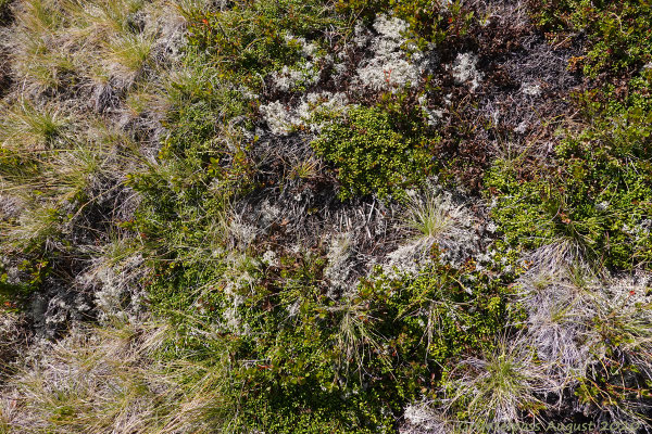 Und überall diese wunderschöne Flora