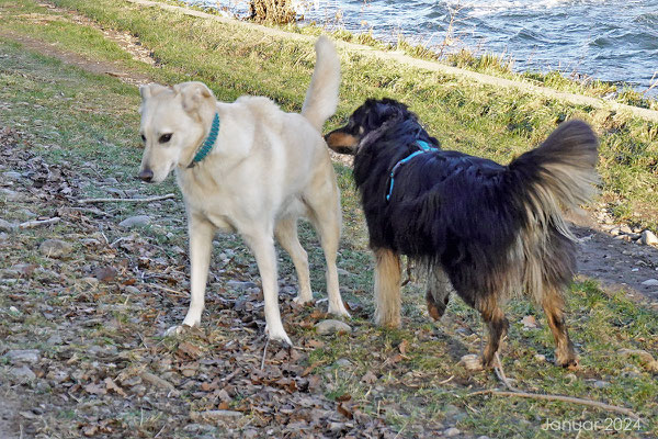 Ein Hund kommt uns besuchen, ist dann aber sichtlich überfordert