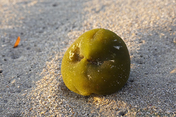 Bei diesem Meerball handelt es sich um eine marine Makroalge, die zu den Grünalgen gehört und am Mittelmeer häufig anzutreffen ist 
