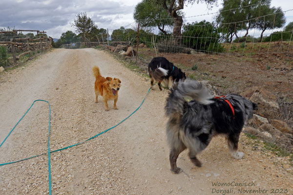 Eine kleine Futterbeschäftigung während wir auf Dieter warten. Der Hofhund bleibt dabei erst einmal in sicherer Distanz.