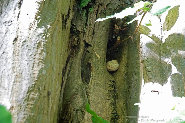 Auch ein spezielles Versteck für einen Cache.