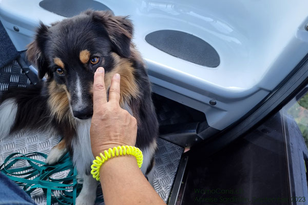 Während der Fahrt ein wenig Handtouch-Training mit Lenny