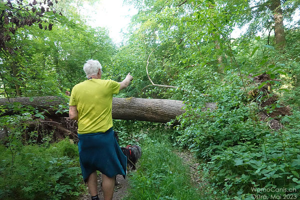 Schade habe ich nicht gewettet, denn Shadow schafft es problemlos mit einem Hüpfer auf den Baum