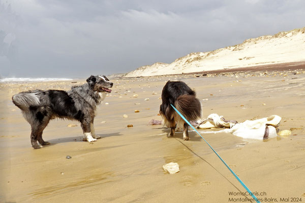 Aber in der Nähe merken auch sie, dass dies kein Hund ist