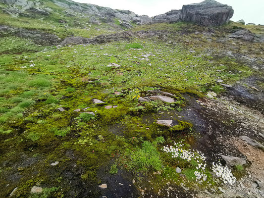 Eine Wiese voller Gänseblümchen und dies Mitten im August 😮