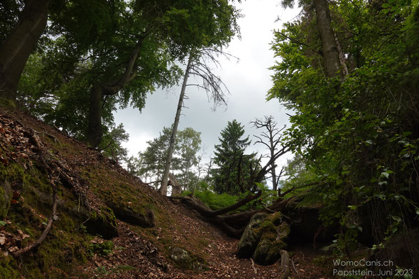 Der letzte Anstieg vor dem Kleinhennersdorferstein