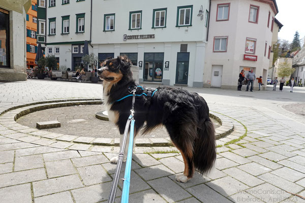 Hast du die Tauben auch gesehen?