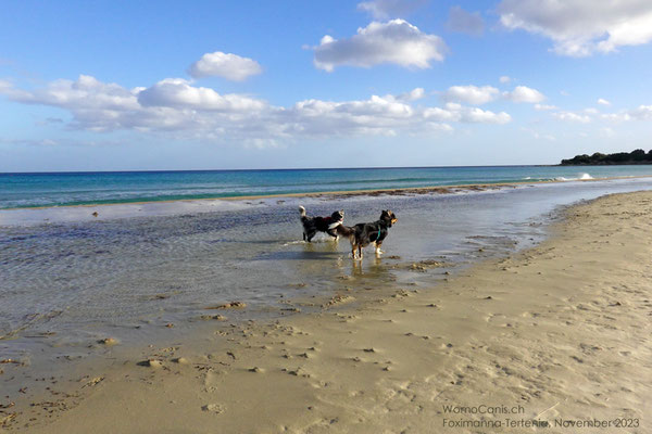 Die anderen Hunde sind weitergegangen und wir haben den Strand wieder für uns alleins