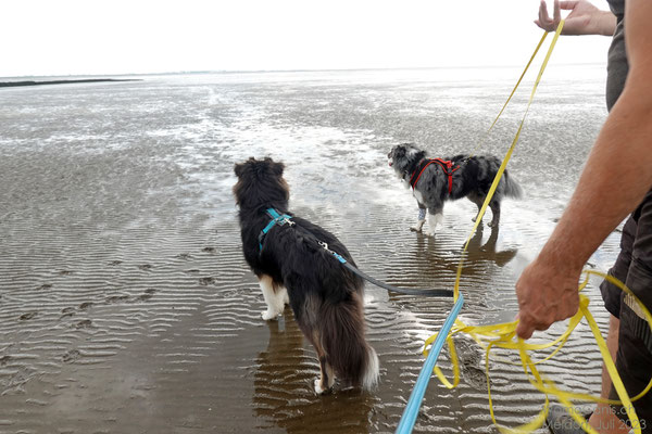 Fotografieren und zwei Hunde an der Leine halten ist nicht immer ganz einfach