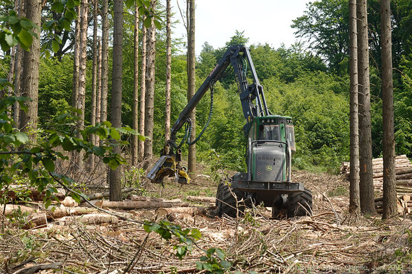 Eine Baggerarm, welcher gleichzeitig fällt, greift und entastet