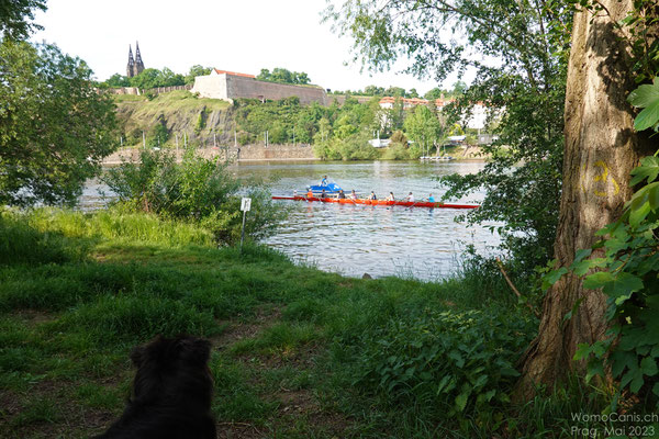 Eines der vielen Ruderboote