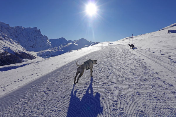 Und schon bald so menschenleer, dass die Hunde ihren Freilauf geniessen dürfen