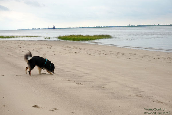 Während Lenny weiter den Strand inspiziert...