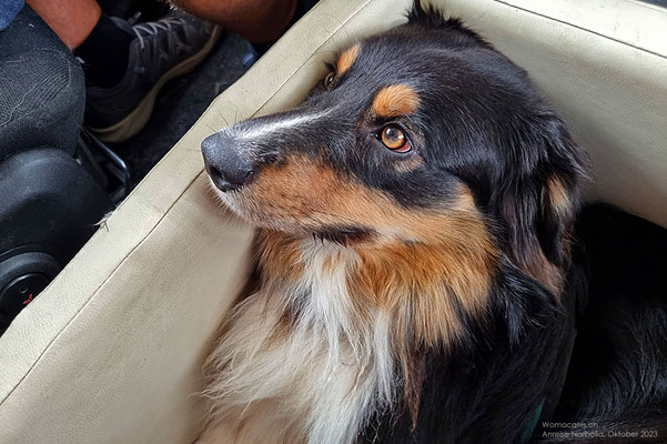 Shadow hingegen hat leider immer noch Stress beim Fahren