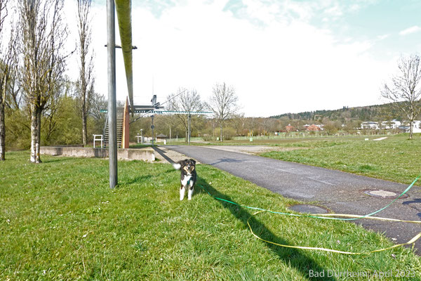 Lenny mit dem Kurpark im Hintergrund, in dem Hunde nicht zugelassen sind