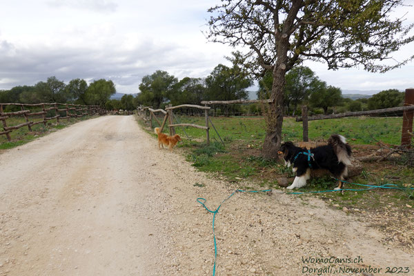 Kurz darauf ist auch der Hofhund wieder zur Stelle und schliesst sich dem Spaziergang an.