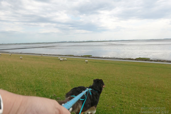 Der erste Blick über die Deichkrone auf das Wattenmeer. Die Flut zieht sich gerade wieder zurück.