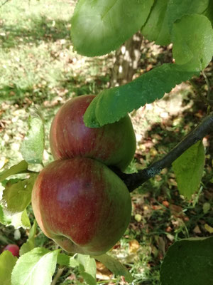 Apfel