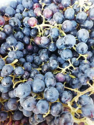 blaue Trauben
