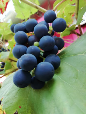 Trauben blau