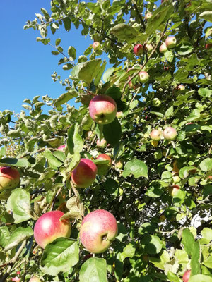 Äpfel