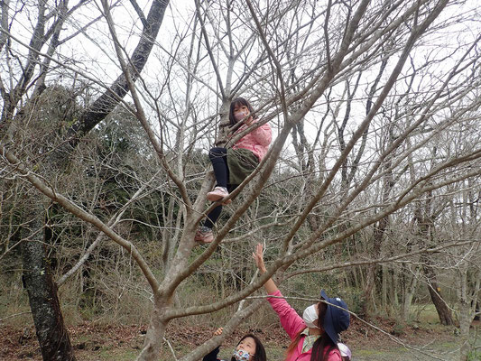 木登り挑戦