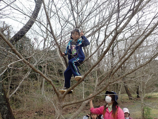 木登り挑戦