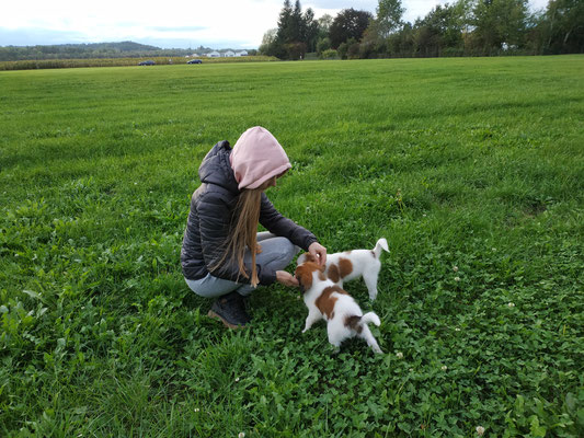 Erfahrung Bei Kooikerhondje Bitte Hund Erfahrungen Rasse