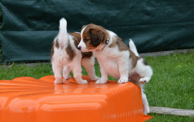 Unser C Wurf Vom 11 05 2020 Kooiker Vom Vohlinschloss Homepage Nederlandse Kooikerhondje Zucht Illertissen Bayern Muscheid
