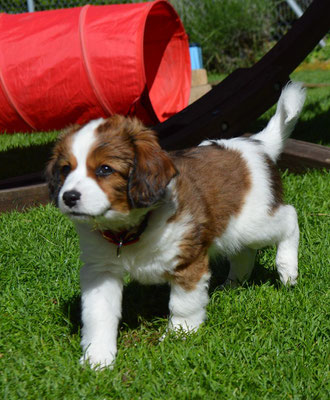 Unser C Wurf Vom 11 05 2020 Kooiker Vom Vohlinschloss Homepage Nederlandse Kooikerhondje Zucht Illertissen Bayern