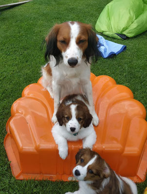 Unser C Wurf Vom 11 05 2020 Kooiker Vom Vohlinschloss Homepage Nederlandse Kooikerhondje Zucht Illertissen Bayern Muscheid