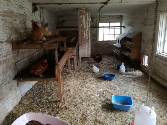 Die Hühner haben richtig viel Platz :) 