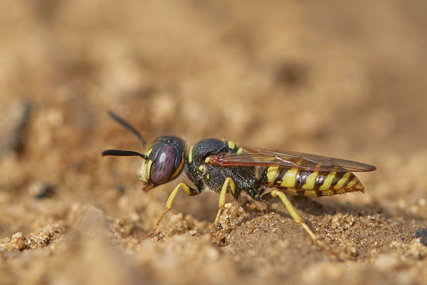 Nr. 02/06 - Bienenwolf Oberhausen Weiherstraße Waldteichgelände-2 (30.08.2018)